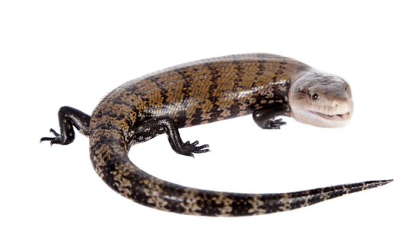 Blue Tongue Skink for Sale