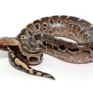 Borneo Blood Python for Sale