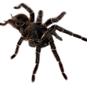 Brazilian Giant Salmon Tarantula for Sale