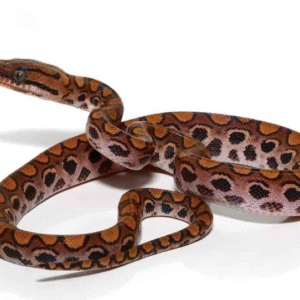 Brazilian Rainbow Boa for Sale