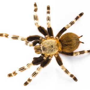 Brazilian Red and White Tarantula for Sale