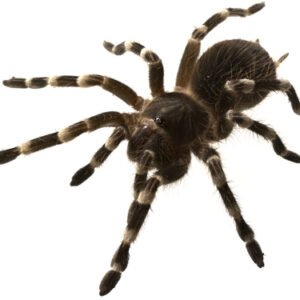 Brazilian White Knee Tarantula for Sale