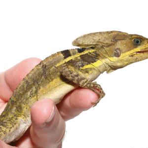 Brown Basilisk for Sale