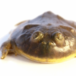 Budgetts Frog for Sale