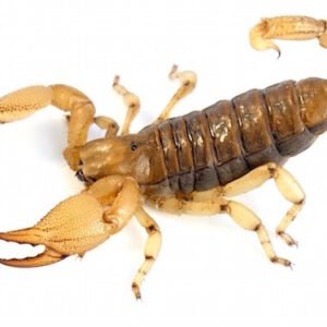 Burrowing Scorpion for Sale