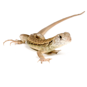 Butterfly Agama for Sale