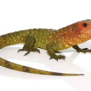 Caiman Lizard for Sale