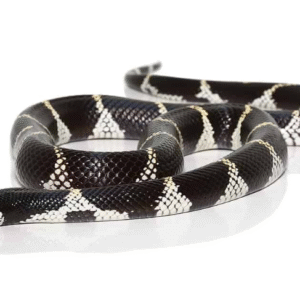 California King Snake for Sale