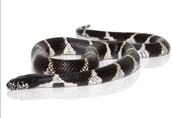 California King Snake for Sale