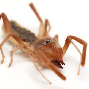 Camel Spider for Sale