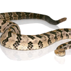 Canebrake Rattlesnake For Sale