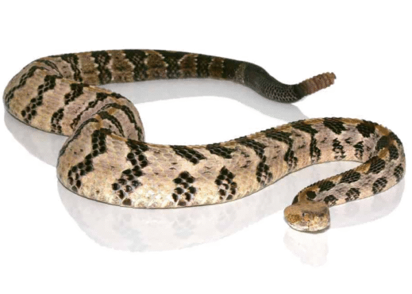 Canebrake Rattlesnake For Sale