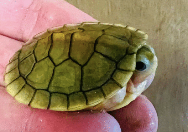 Caramel Albino Slider Turtle For Sale