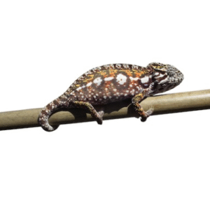 Carpet Chameleon for Sale
