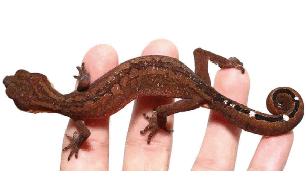 Cat Gecko for Sale