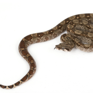 Central American Boa for Sale