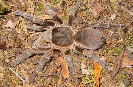 Chaco Mousy Brown Tarantula for Sale