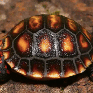 Cherry Head Red foot Tortoise For Sale