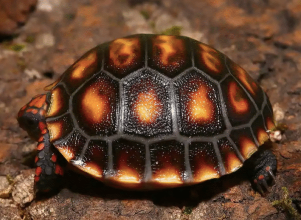 Cherry Head Red foot Tortoise For Sale