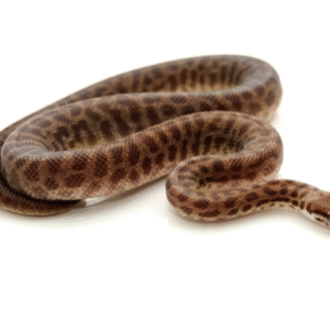 Children’s Python for Sale