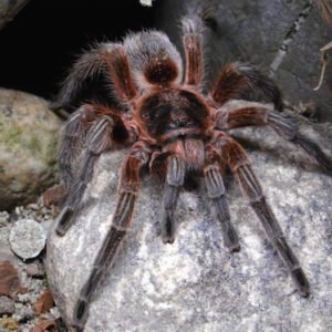 Chilean Copper Tarantula for Sale