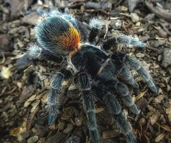 Chilean Dwarf Flame Tarantula for Sale