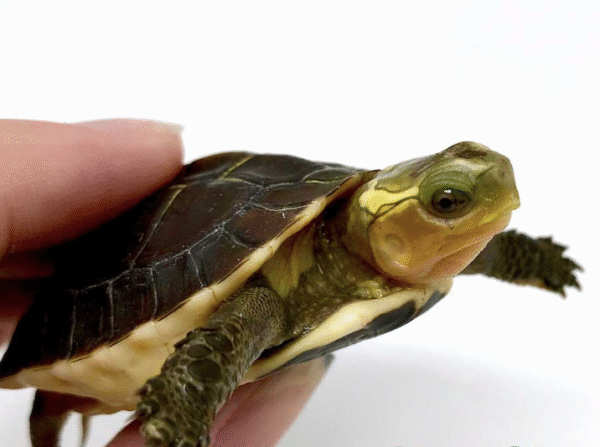 Chinese Box Turtle for sale