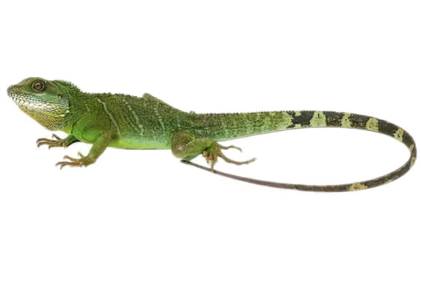 Chinese Water Dragon For Sale
