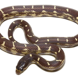 Chocolate California Kingsnake For Sale