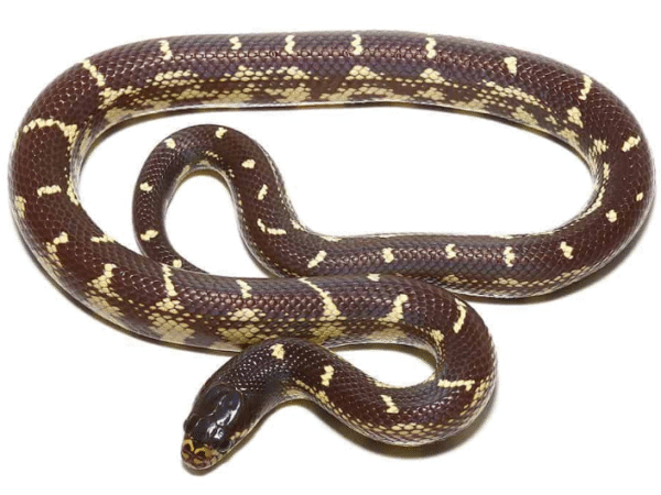 Chocolate California Kingsnake For Sale