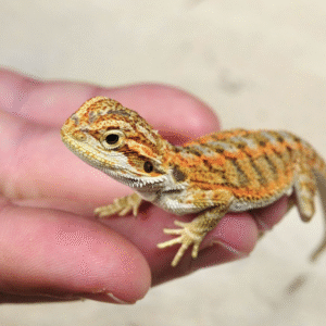 Citrus Bearded Dragon For Sale