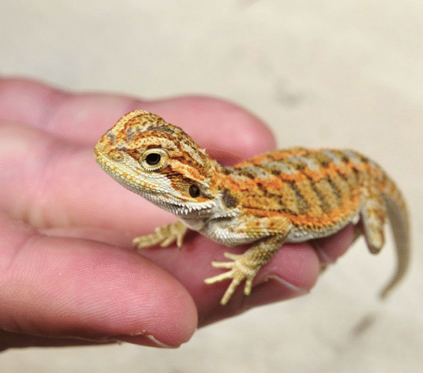 Citrus Bearded Dragon For Sale