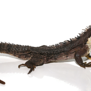 Clubtail Iguana for Sale