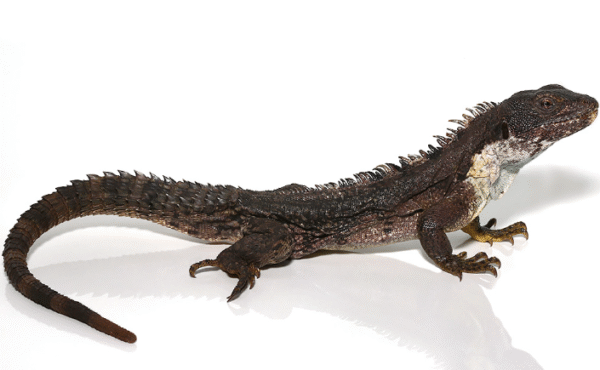 Clubtail Iguana for Sale