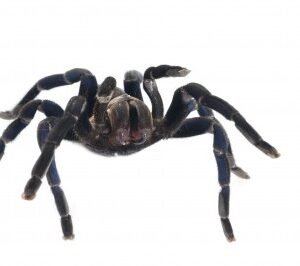 Cobalt Blue Tarantula for Sale