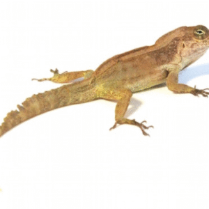 Crested Anole for Sale