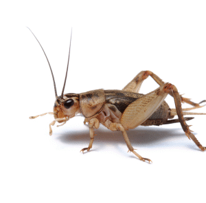Crickets for Sale
