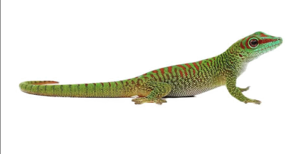 Crimson Giant Day Gecko For Sale