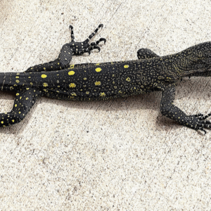 Crocodile Monitor for Sale