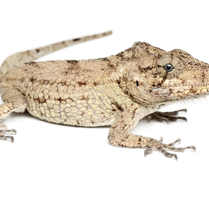 Cuban False Chameleon for Sale