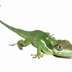 Cuban Knight Anole for Sale