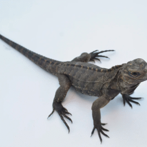 Cuban Rock Iguana For Sale