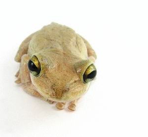 Cuban Tree Frog for Sale