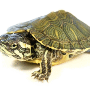 Cumberland Slider Turtle for Sale