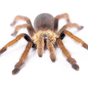 Curlyhair Tarantula for Sale