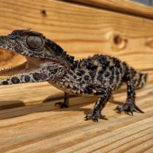 Cuvier's Dwarf Caiman for Sale