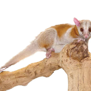 Derby’s Woolly Opossum For Sale