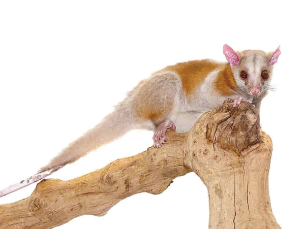 Derby’s Woolly Opossum For Sale