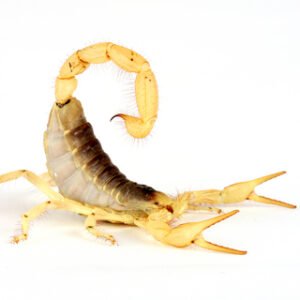 Desert Hairy Scorpion for Sale