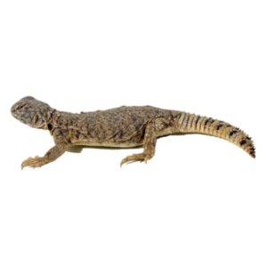 Dispar Uromastyx For Sale